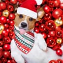 12 Pcs Holiday Dog Bandanas Bulk — Halloween Dog Bandanas