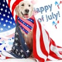 12 Pcs Holiday Dog Bandanas Bulk — Halloween Dog Bandanas