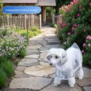 Clear Dog Rain Poncho for Small and Medium Dogs