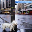 Clear Dog Rain Poncho for Small and Medium Dogs