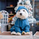 Dog Raincoat — Waterproof Dog Rain Jacket with Hood
