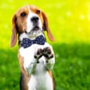 Anchor Dog Collar with Bow Tie