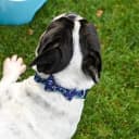 Anchor Dog Collar with Bow Tie