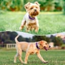Reflective Dog Collar — Adjustable Nylon for Medium Dogs