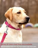 Reflective Dog Collar — Puppy Collar with Buckle Adjustable