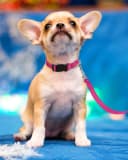 Reflective Dog Collar — Puppy Collar with Buckle Adjustable