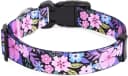 Dog Collar for Medium Dogs — Fashion Design