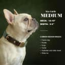 PU Leather Dog Collar for Medium Dogs — Soft Nylon Lining