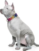 Adjustable and Reflective Dog Collar for Medium Dogs
