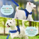 Small Dog Harness and Leash Set