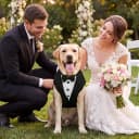 Dog Tuxedo Harness — Pet Harness No Pull for Small and Medium Dogs