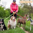 12 Pack Bulk Dog Leashes — 6FT Pet Lead Leash with Swivel Hook