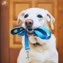 6 Pack Dog Leashes for Large Dogs — Reflective Nylon
