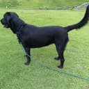 Long Dog Leash — 10/15/20/30/50FT Dog Training Leash with Soft Handle