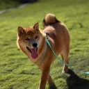 Dog Training Long Leash Waterproof Long Line Heavy Duty Outdoor Recall Lead 10ft 15ft 20ft 30ft 50ft for Small