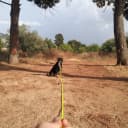Waterproof Long Dog Leash Recall Training Lead 5 10 16 30 50 Foot for Large Medium Small Dogs Outdoor Training