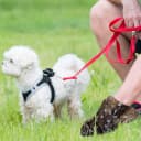 3000 Counts 200 Rolls Poop Bags for Dogs Plastic — Paw Print Style