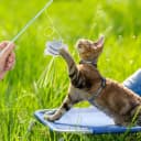 Cat Wand Toy Set — 2 PCS Interactive Cat Teaser Wands with Cute Bee & Mouse Designs