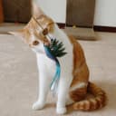 35" Steel Wire Cat Wand Toy and 6PCS Realistic Feather Bird Refills