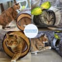 Cat Tunnel — Cat Tunnels for Indoor Cats