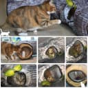 Cat Tunnel — Cat Tunnels for Indoor Cats