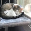Cat Window Hammock – Mess-Free Waterproof Cats Window Perch for Large Cats
