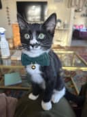 2 Pack Soft Corduroy Cat Collars with Bow Tie and Bell Adjustable Breakaway Kitten Bowtie Collar for Girl Boy Cats