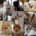 12 Pack Reflective-Breakaway Cat Collars with Bells