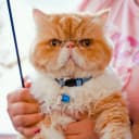 12 Pack Reflective-Breakaway Cat Collars with Bells