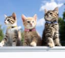 16 PCS Breakaway Cat Collars with Bells Reflective Cat Collar Safety Nylon Kitten Collars Cat Collars for Girl