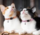 16 PCS Breakaway Cat Collars with Bells Reflective Cat Collar Safety Nylon Kitten Collars Cat Collars for Girl