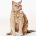 2 Pack Cotton Breakaway Cat Collars Set with Bell and Flower Pendant