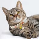 2 Pack Cotton Breakaway Cat Collars Set with Bell and Flower Pendant