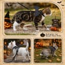Cat Harness and Leash with Bat Wings Escape Proof Adjustable