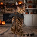 Cat Harness and Leash with Bat Wings Escape Proof Adjustable