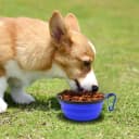 Dog Bowl Pet Collapsible Bowls