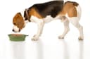 2Pack Collapsible Dog Bowl, Integrated Molding Travel Bowl No Plastic Rim Pet Feeding Bowls for Walking