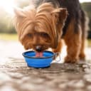 Large Collapsible Dog Bowls 2 Pack — 34oz Foldable Dog Travel Bowl