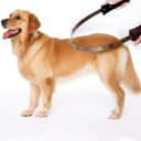 Dual-Sided Shedding Blade with Stainless Steel Blade De-Shedding Tool for All Dog Coat Types- Soft Touch Grip