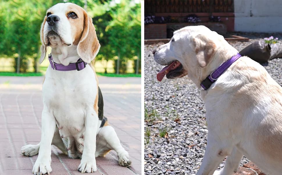 Reflective Dog Collar — Adjustable Nylon for Medium Dogs — product details