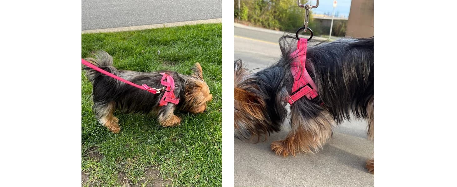 Small Dog Harness and Leash Set — product details
