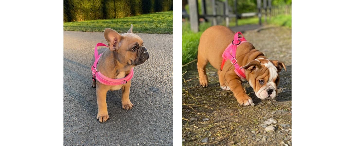 Small Dog Harness and Leash Set — product details