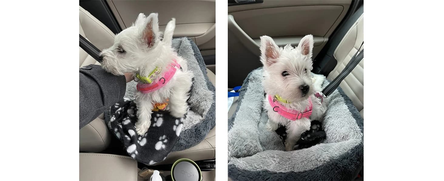 Small Dog Harness and Leash Set — product details
