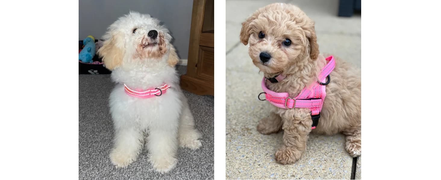 Small Dog Harness and Leash Set — product details