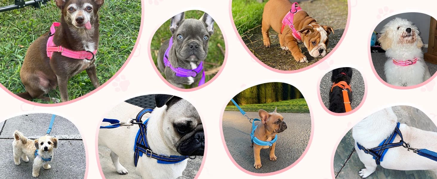 Small Dog Harness and Leash Set — Keep your furry friend safe and comfy with our dog harness and leash set!