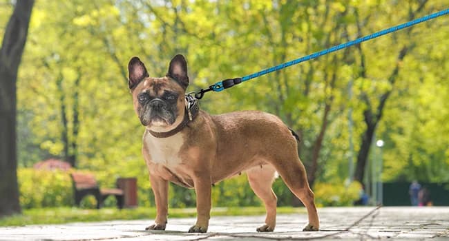 Dog Leash for Large Dogs — 5FT Heavy Duty Rope Leash Bulk — Great for Walking, Running and Trainning