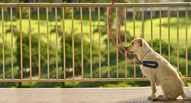 Dog Leash for Large Dogs — 5FT Heavy Duty Rope Leash Bulk — Great for Walking, Running and Trainning