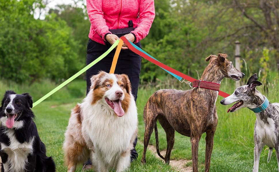 12 Pack Bulk Dog Leashes — 6FT Pet Lead Leash with Swivel Hook — product details