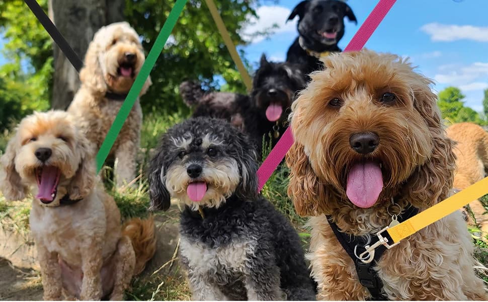 12 Pack Bulk Dog Leashes — 6FT Pet Lead Leash with Swivel Hook — product details
