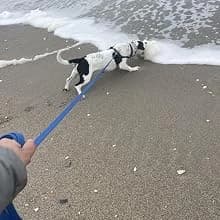 Waterproof Long Dog Leash Recall Training Lead 5 10 16 30 50 Foot for Large Medium Small Dogs Outdoor Training — product details